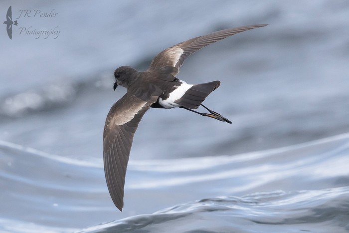 Wilson's Petrel