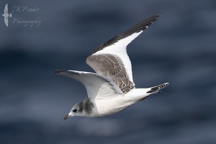 Sabine's Gull