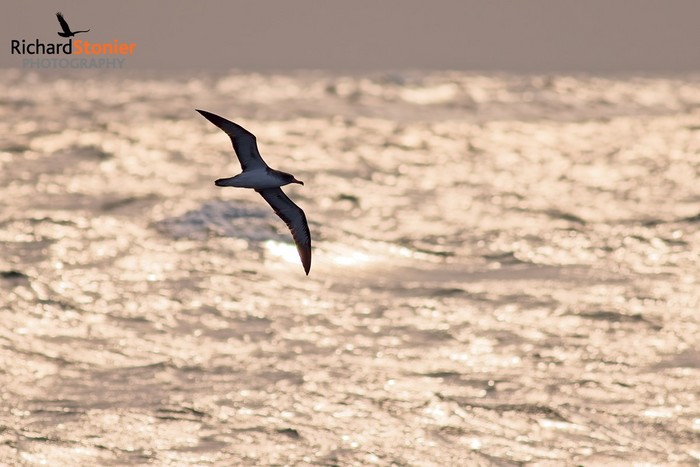 Cory's Shearwater
