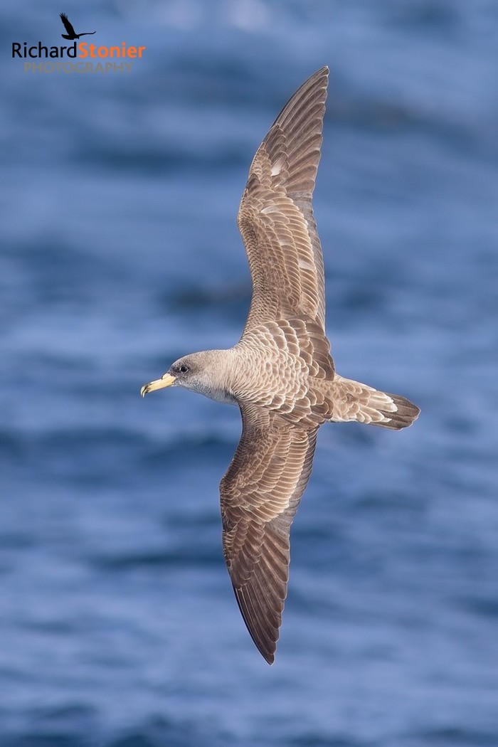 Cory's Shearwater