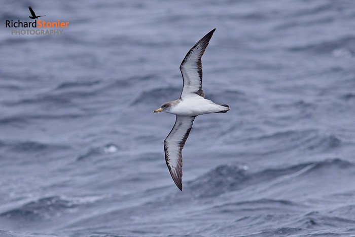 Scopoli's Shearwater