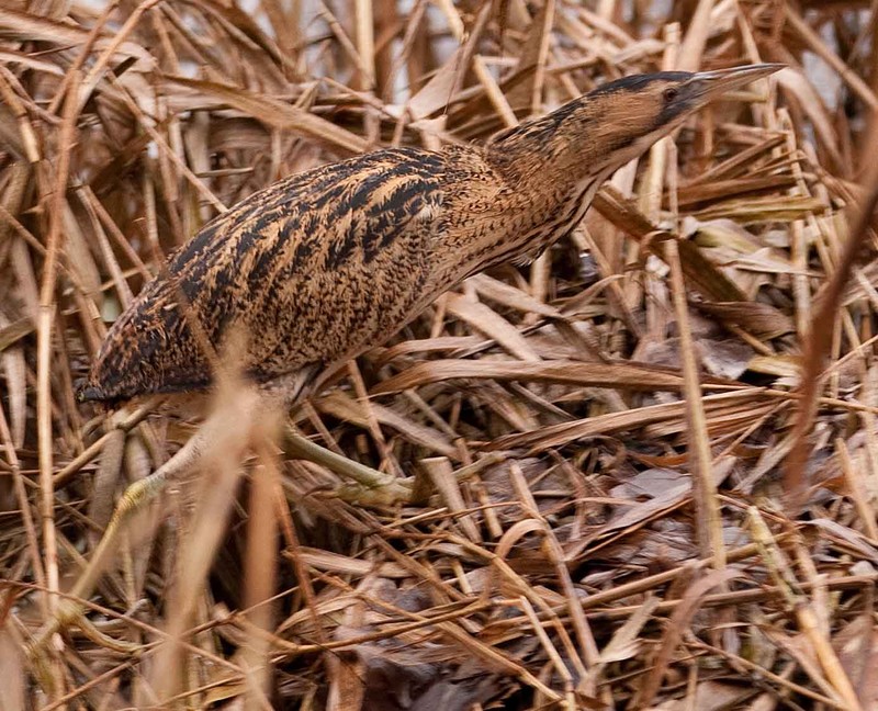 Bittern