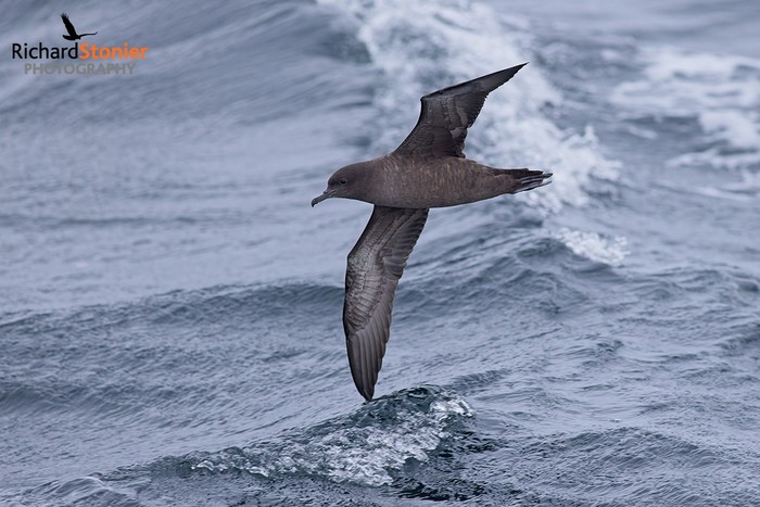 Sooty Shearwater