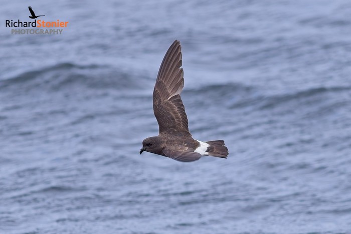 Storm Petrel