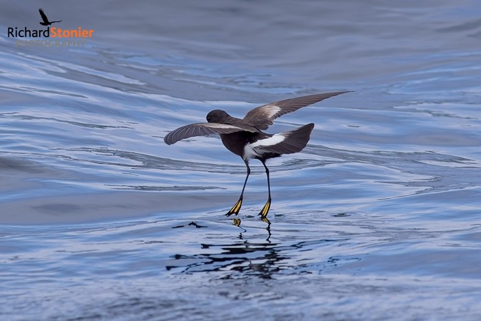 Wilson's Petrel