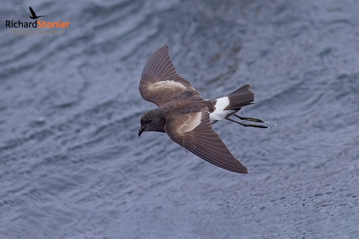 Wilson's Petrel