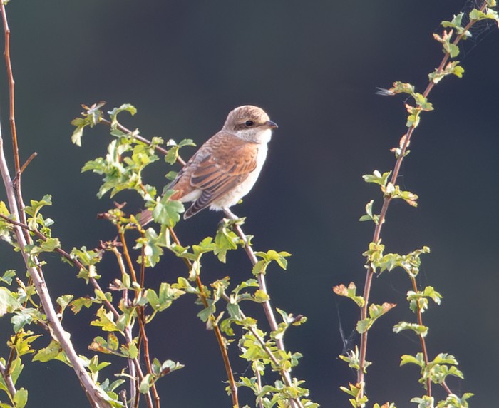 Red-backed Shrike