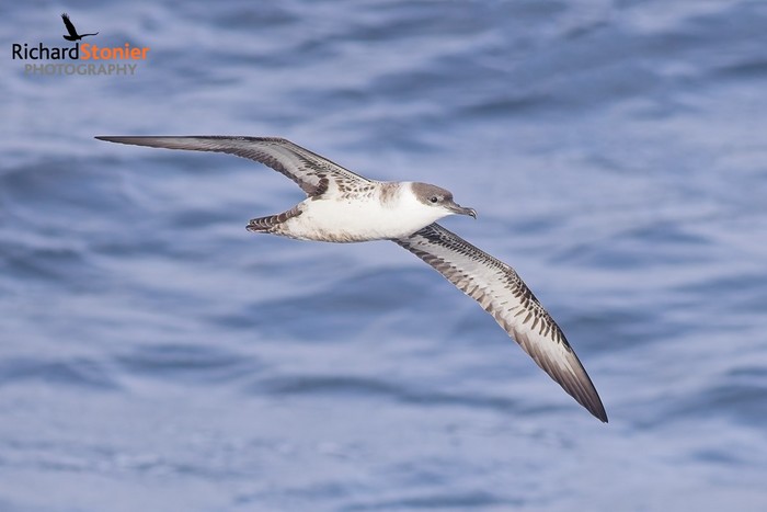 Great Shearwater