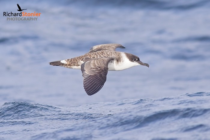 Great Shearwater