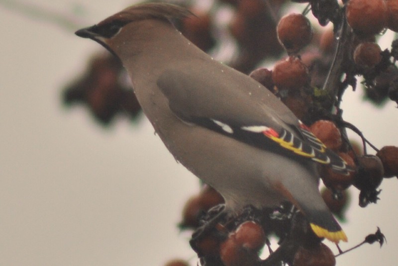Waxwing
