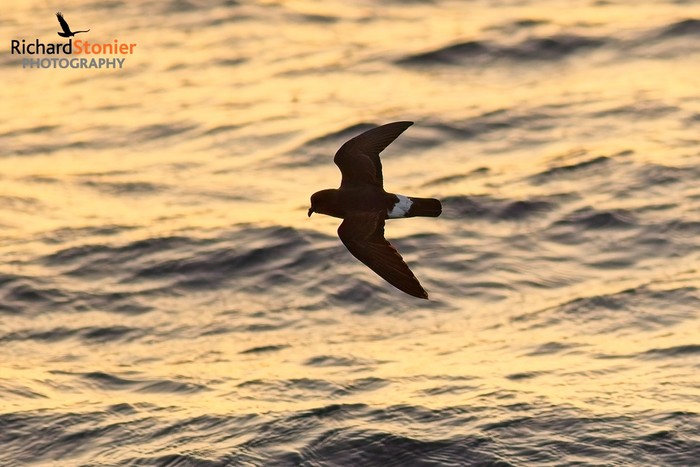 Storm Petrel