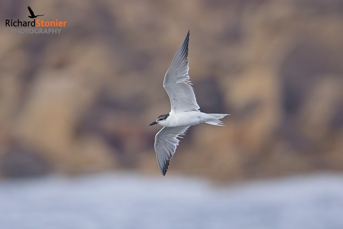 Gull-billed Tern