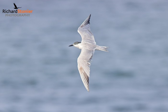 Gull-billed Tern