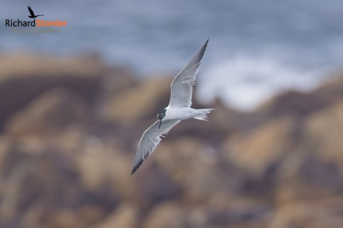 Gull-billed Tern