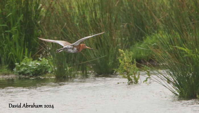 Black-tailed Godwit