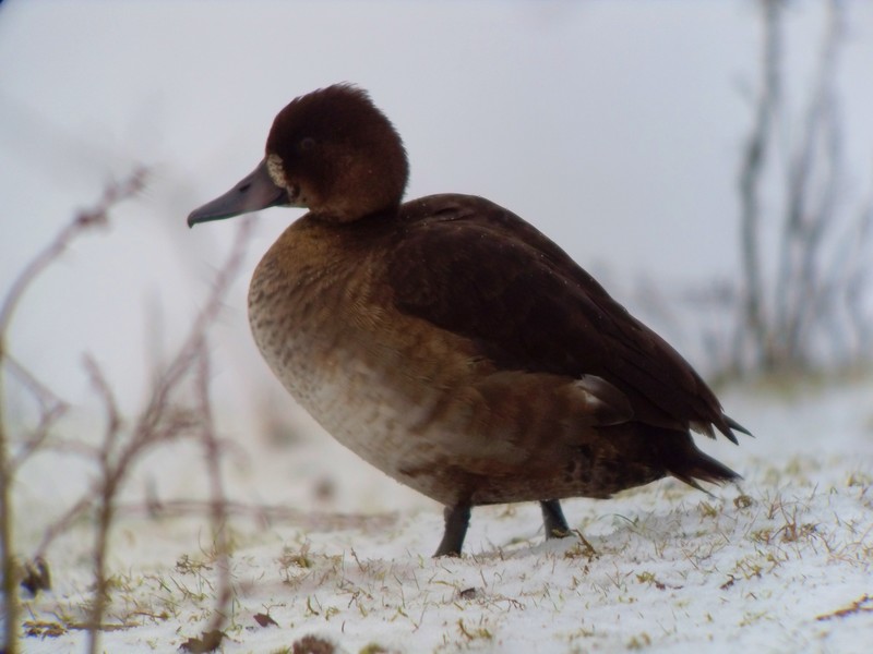 Tufted Duck (or hybrid)