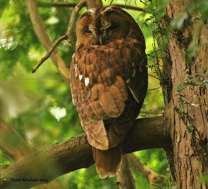 Tawny Owl