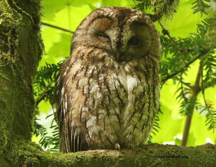 Tawny Owl 