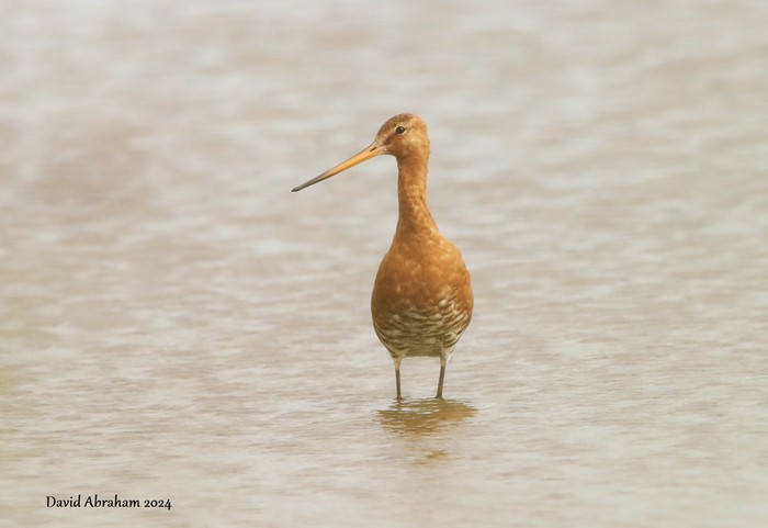 Black-tailed Godwit 