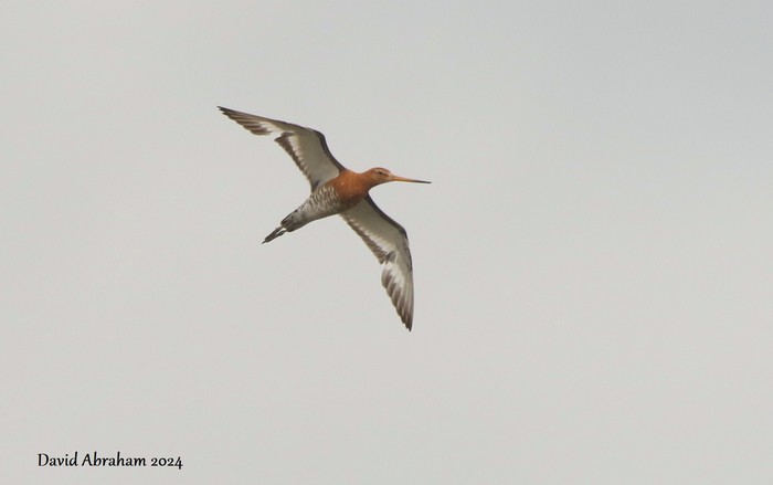 Black-tailed Godwit 