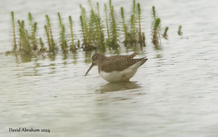 Green Sandpiper 