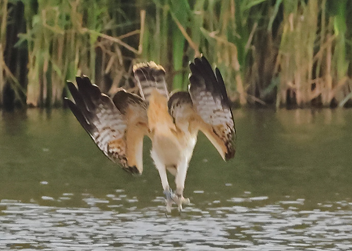 Osprey