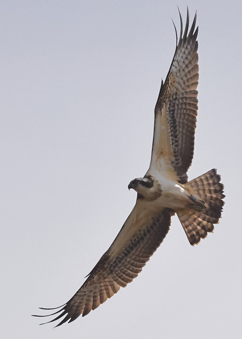 Osprey