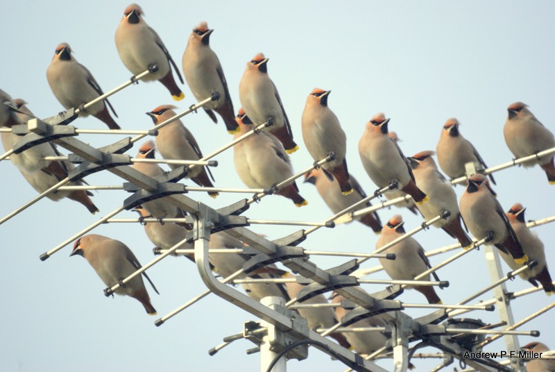 Waxwing