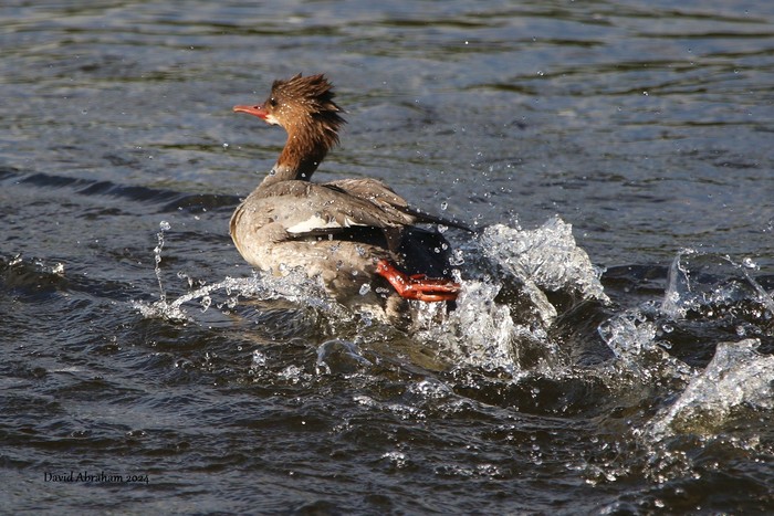 Goosander