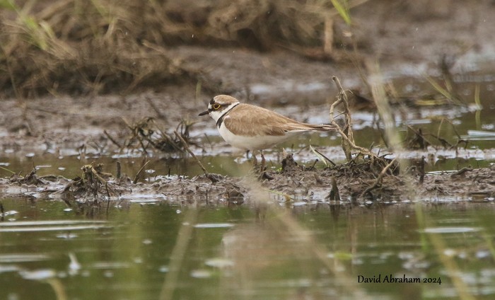 Little Ringed Plover 