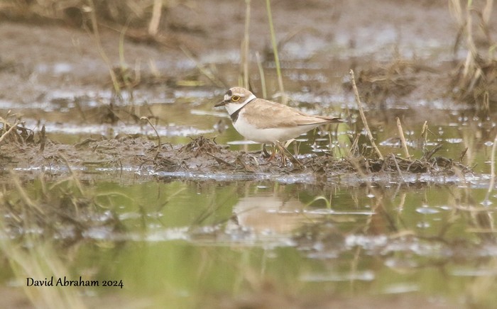 Little Ringed Plover 