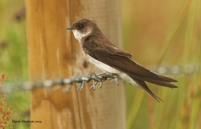Sand Martin 