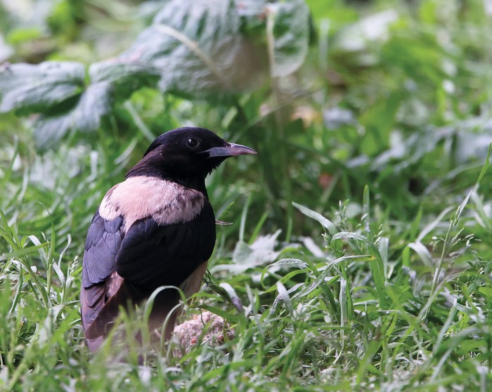 Rose-coloured Starling