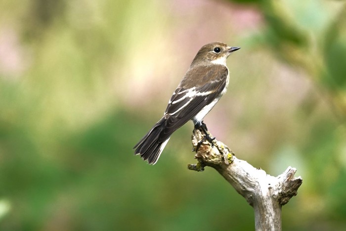 Pied Flycatcher