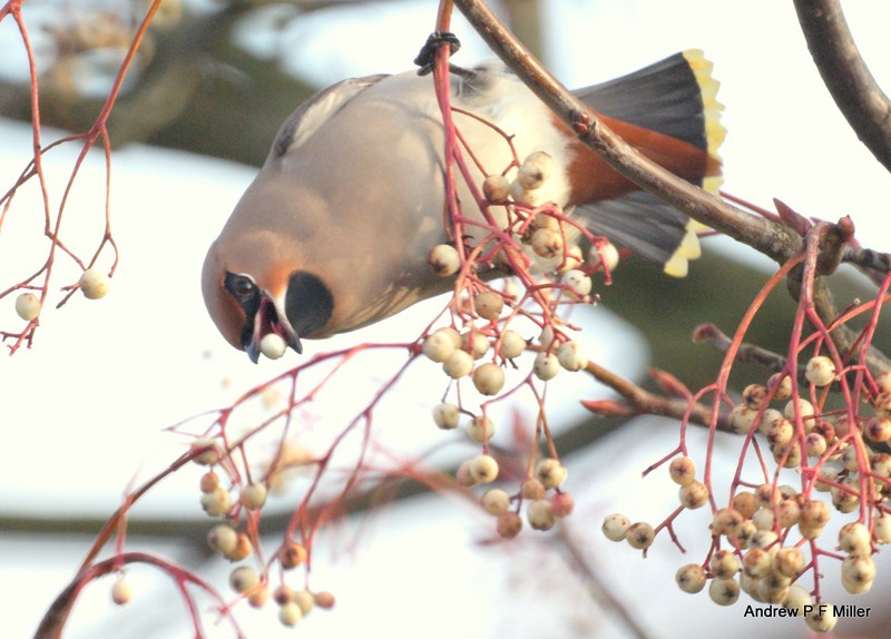 Waxwing