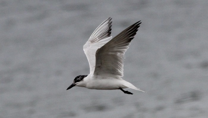 Gull-billed Tern