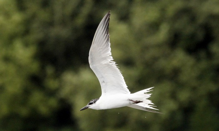 Gull-billed Tern