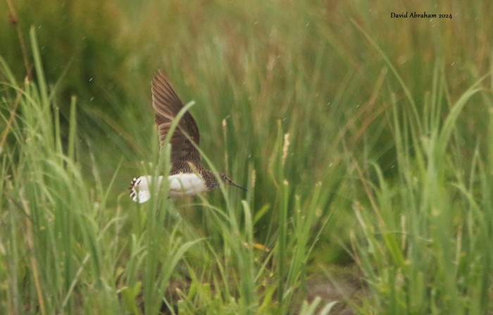 Green Sandpiper 