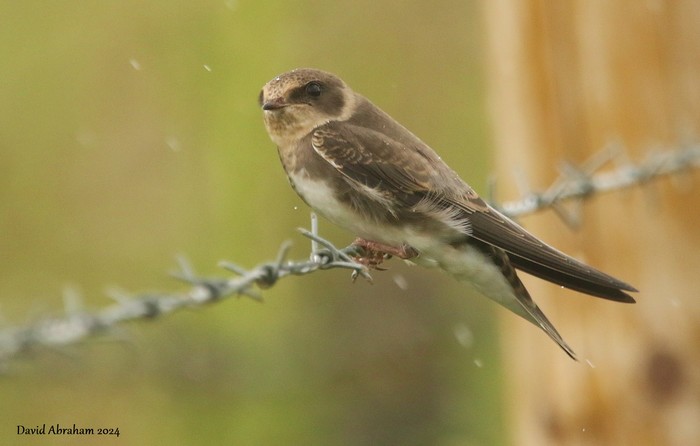 Sand Martin 