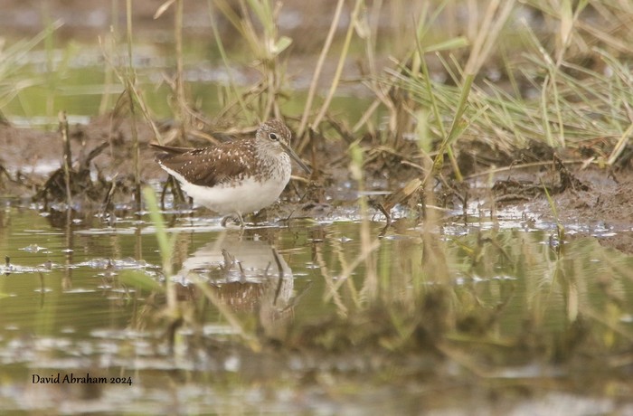 Green Sandpiper 
