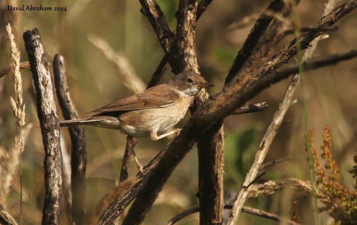 Whitethroat 