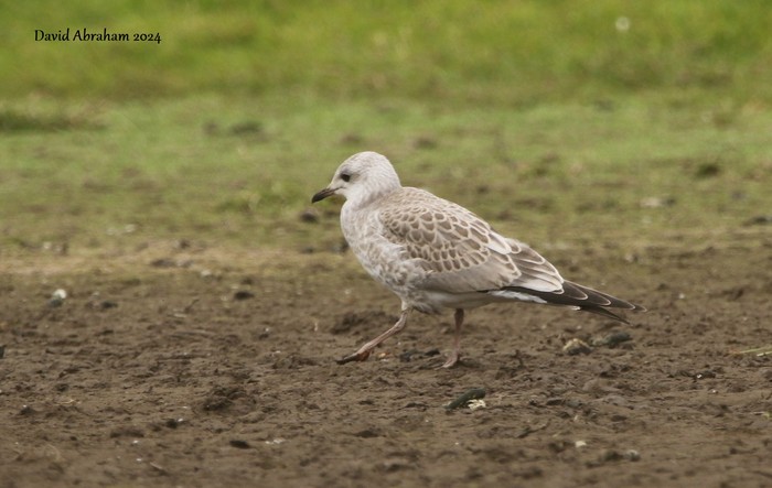 Common Gull 