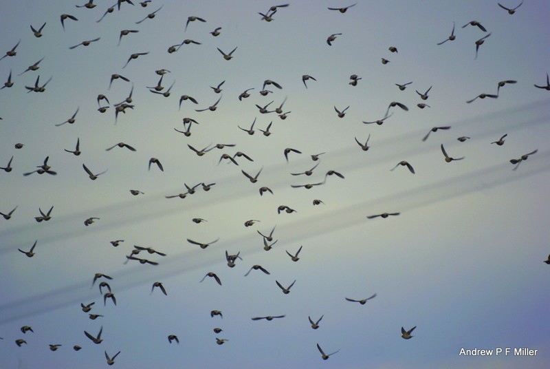 Waxwing