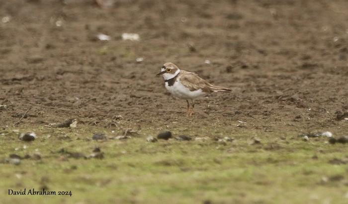Little Ringed Plover 