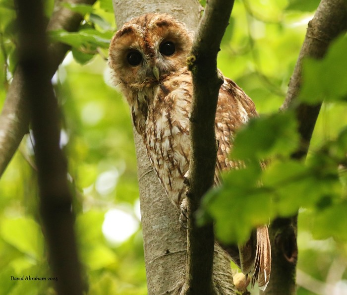 Tawny Owl 