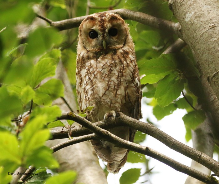 Tawny Owl 
