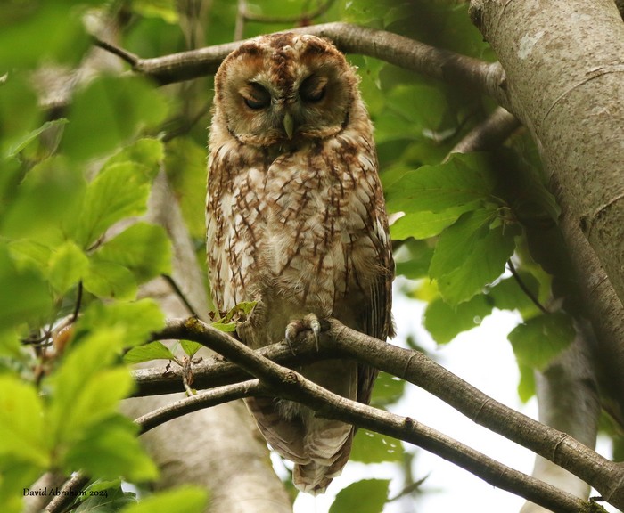 Tawny Owl 