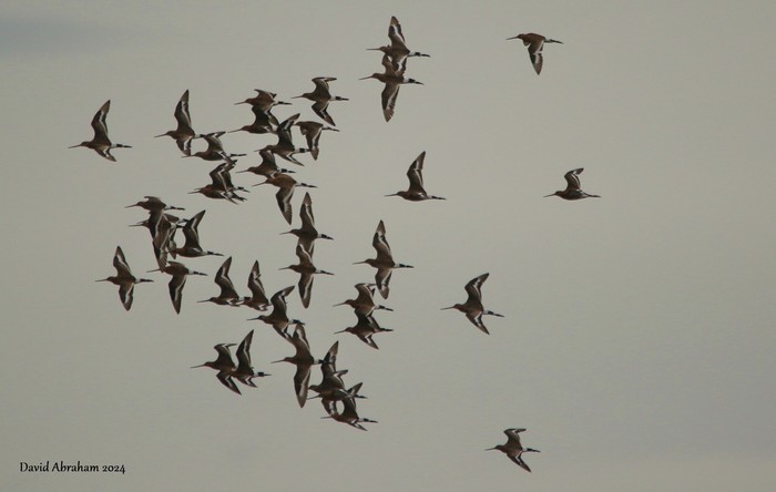 Black-tailed Godwit 