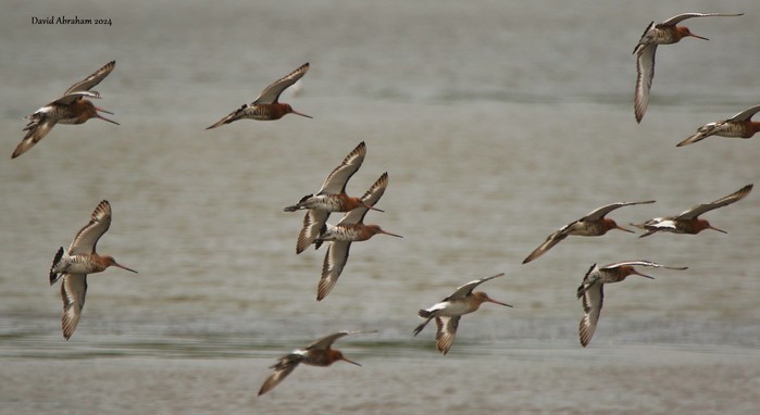 Black-tailed Godwit 