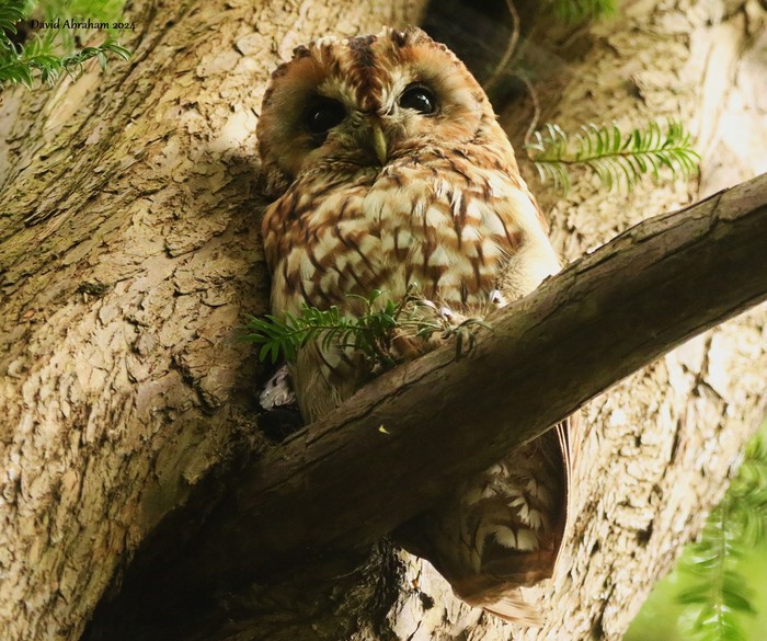 Tawny Owl 